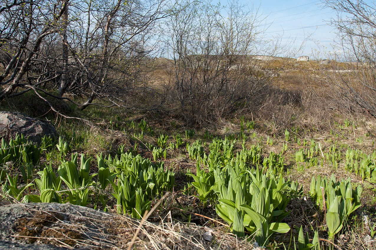 Горелая сопка, image of landscape/habitat.