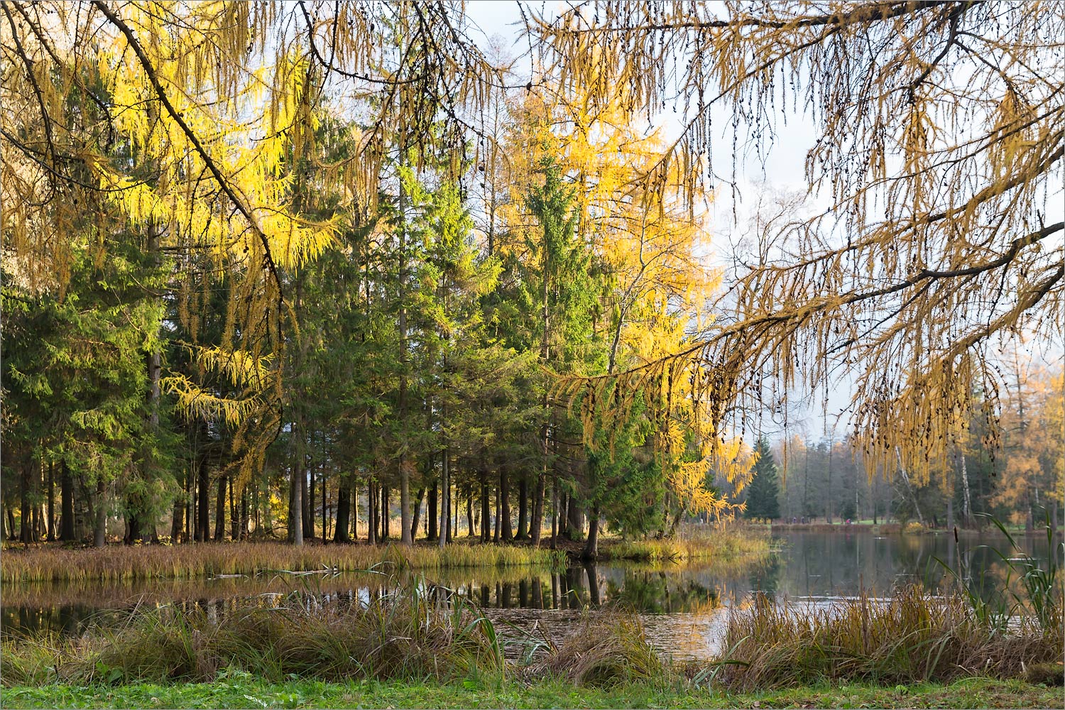 Гатчинские парки, image of landscape/habitat.