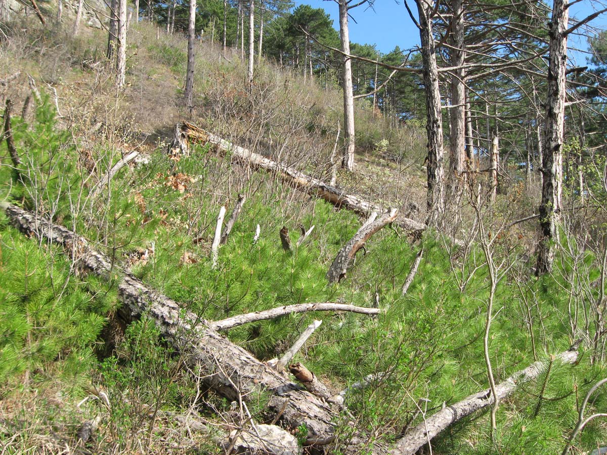 Ущелье Уч-Кош, image of landscape/habitat.