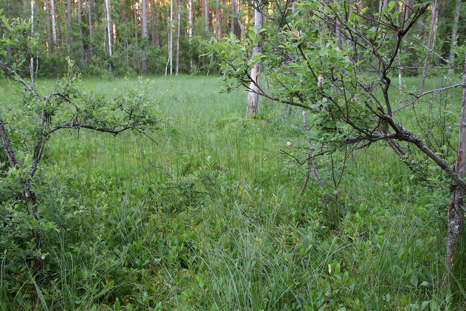 Отрадное, image of landscape/habitat.