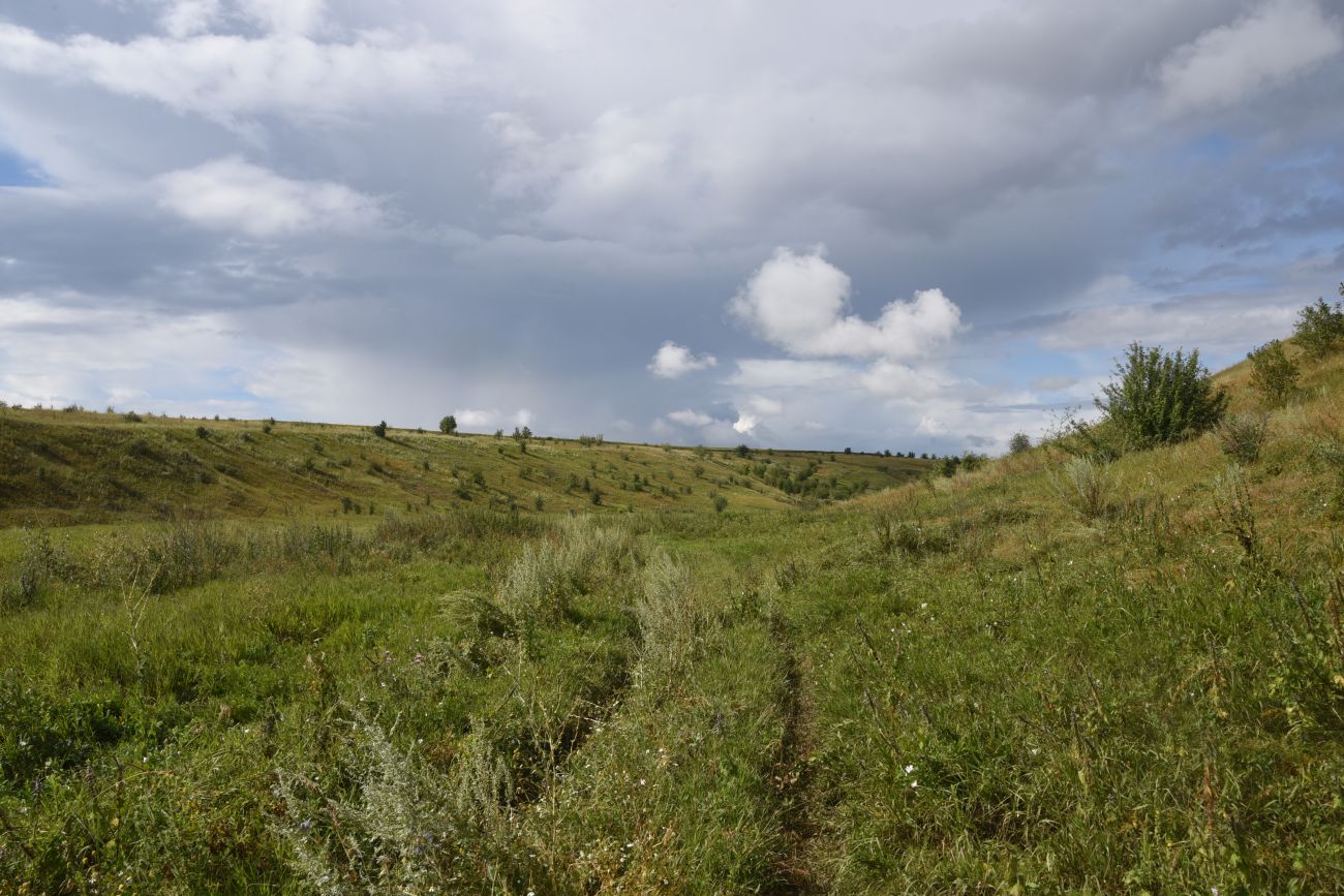 Балка Крутой Овраг, image of landscape/habitat.