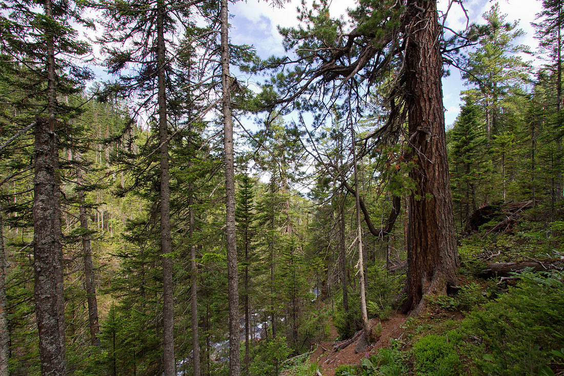 Тропа на "Чум", image of landscape/habitat.