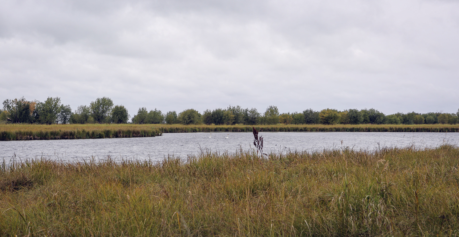 Окрестности Горнореченска, image of landscape/habitat.