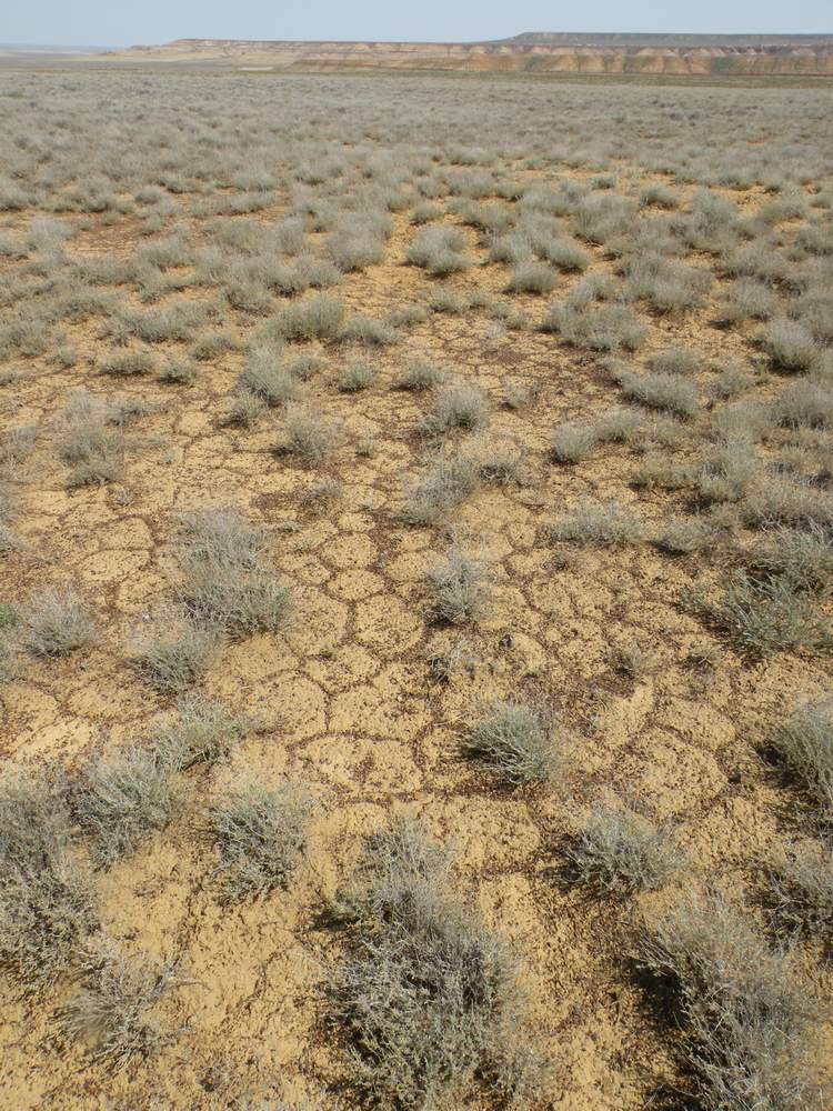 Чинк Донызтау, image of landscape/habitat.