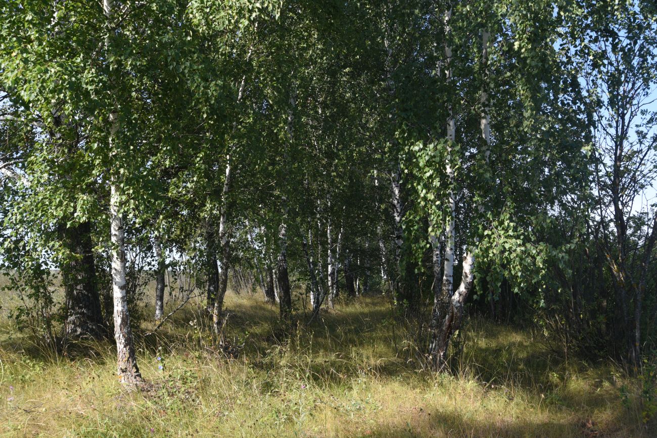 Нижняя часть долины Паники, изображение ландшафта.