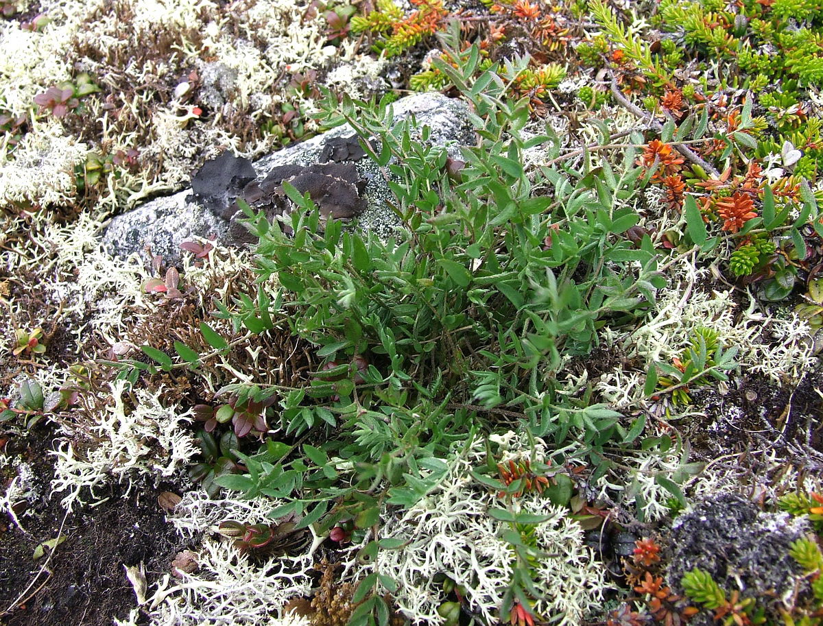 Дальние Зеленцы, image of landscape/habitat.