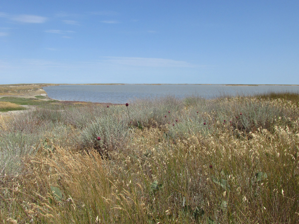 Заказник Присивашский, image of landscape/habitat.