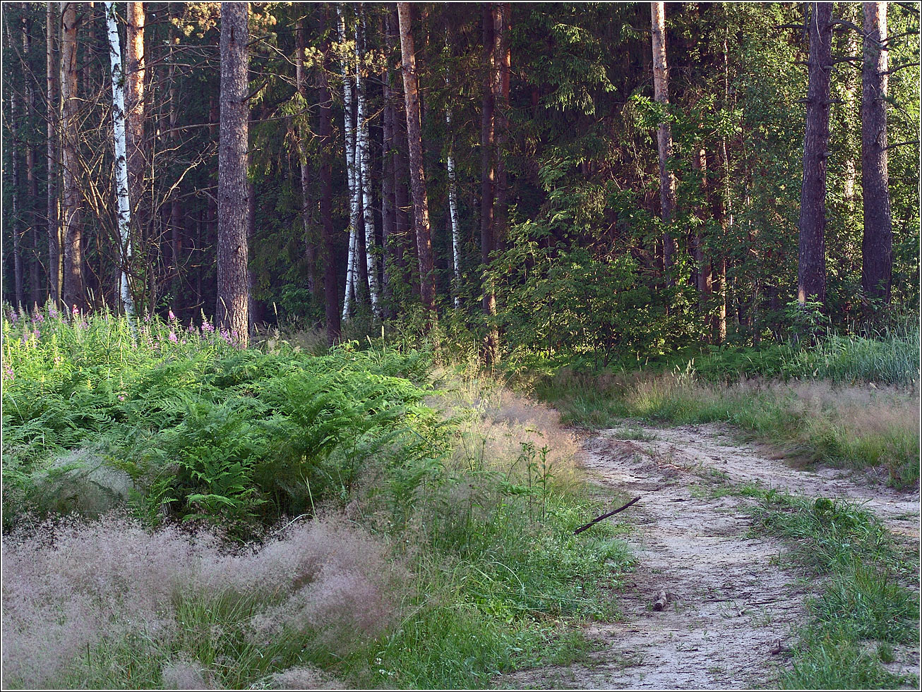 Окрестности Хрипани, image of landscape/habitat.