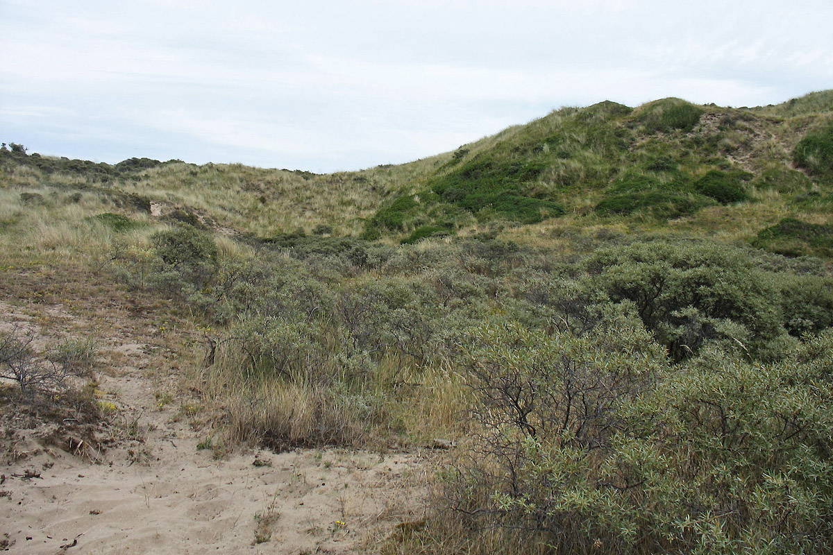 Вайк-ан-Зе, image of landscape/habitat.