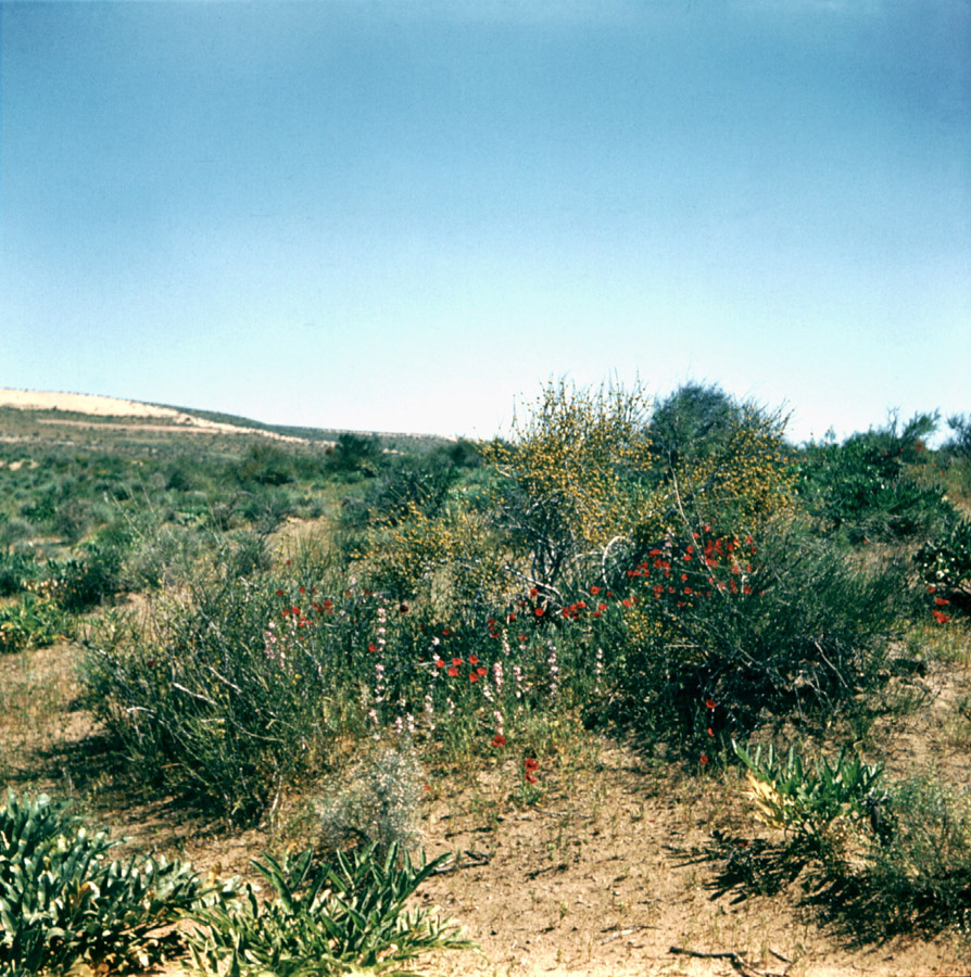 Уртабулак, image of landscape/habitat.