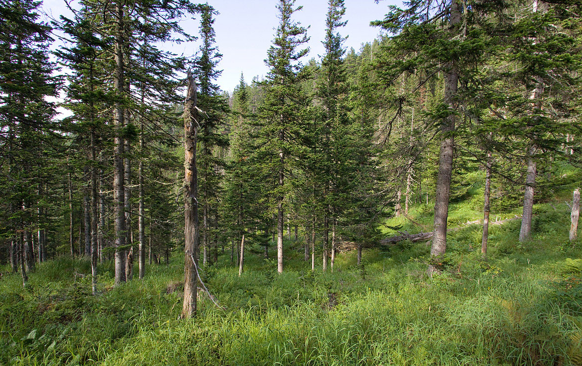 Тропа на "Чум", image of landscape/habitat.