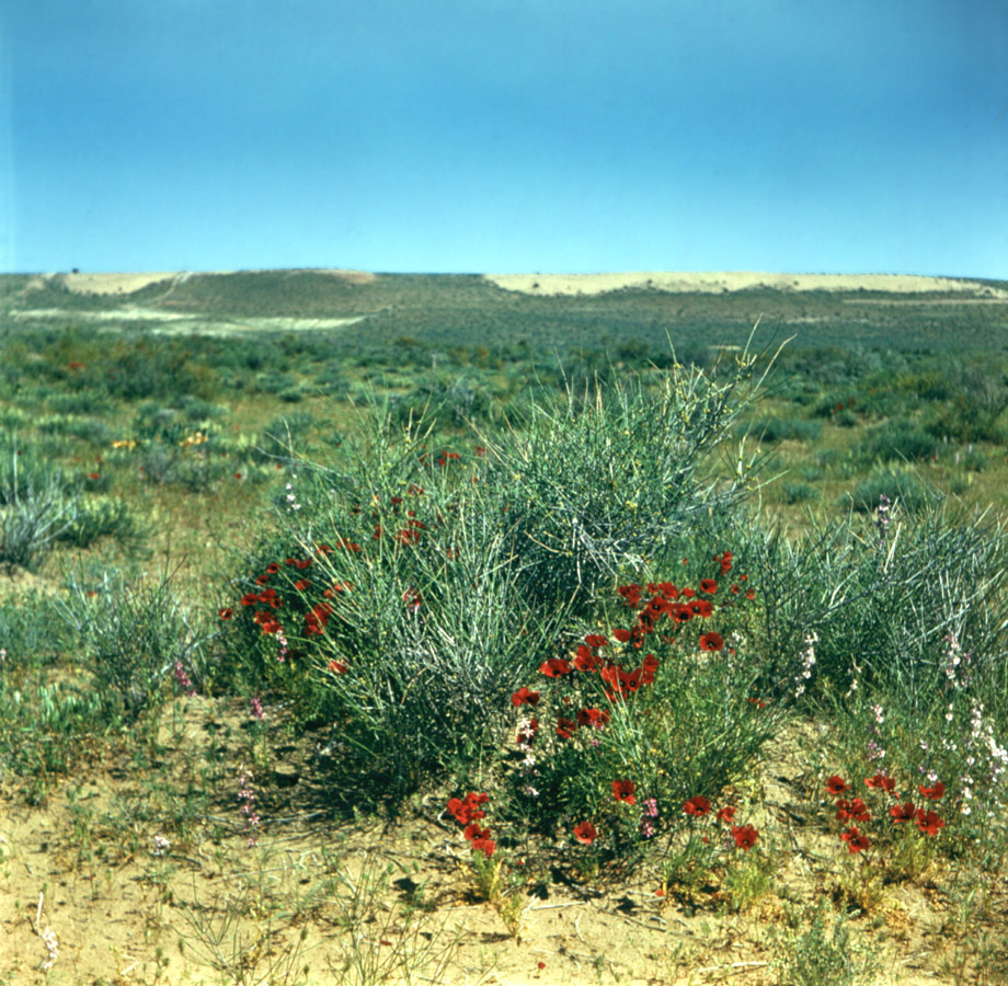 Уртабулак, image of landscape/habitat.