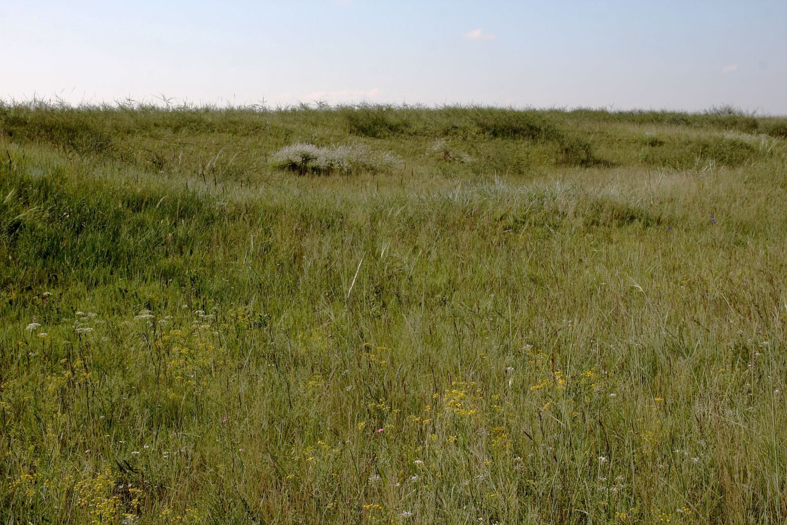 Окрестности Аршаново, image of landscape/habitat.