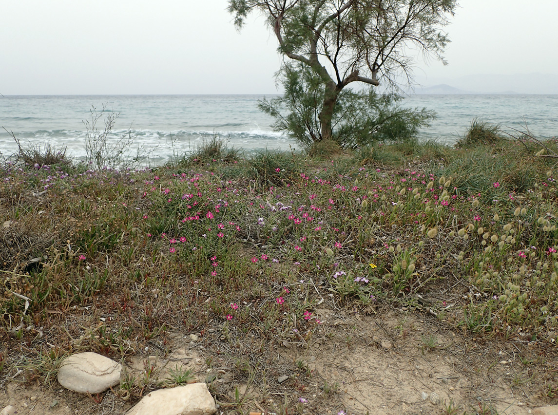 Остров Парос, image of landscape/habitat.