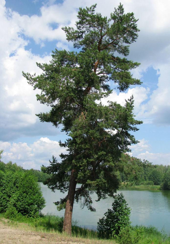 Чувашское Заволжье, image of landscape/habitat.