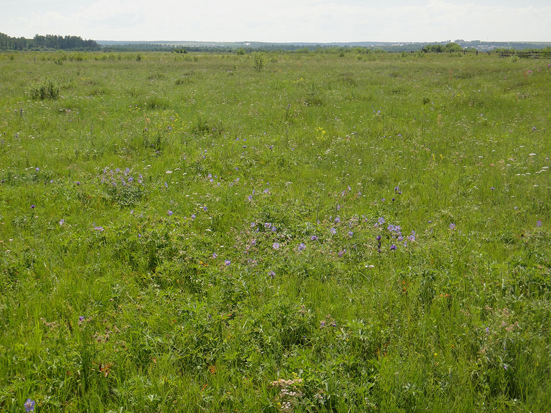 Позднякова, image of landscape/habitat.