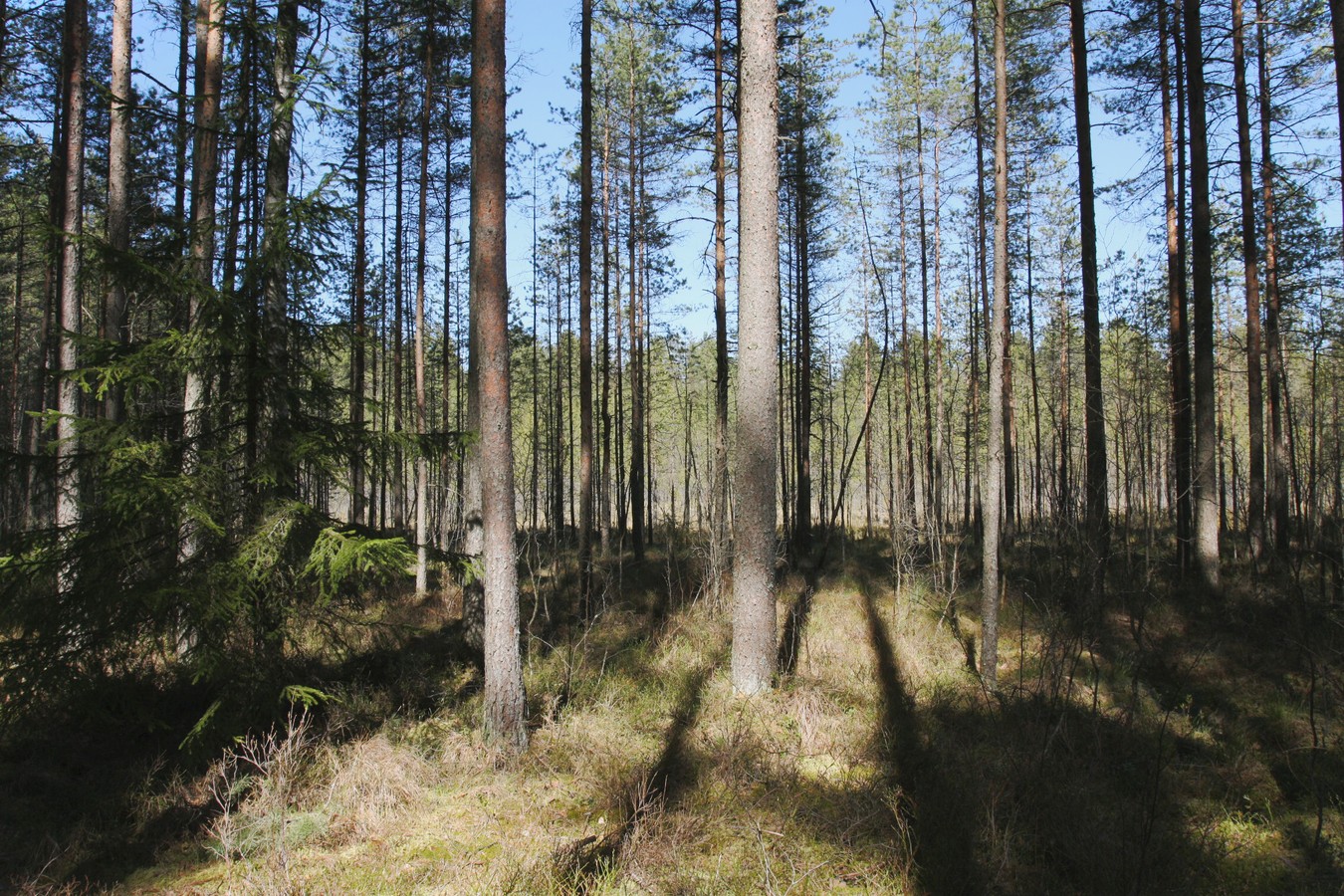 Дубки, image of landscape/habitat.