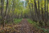 Гатчинские парки, изображение ландшафта.