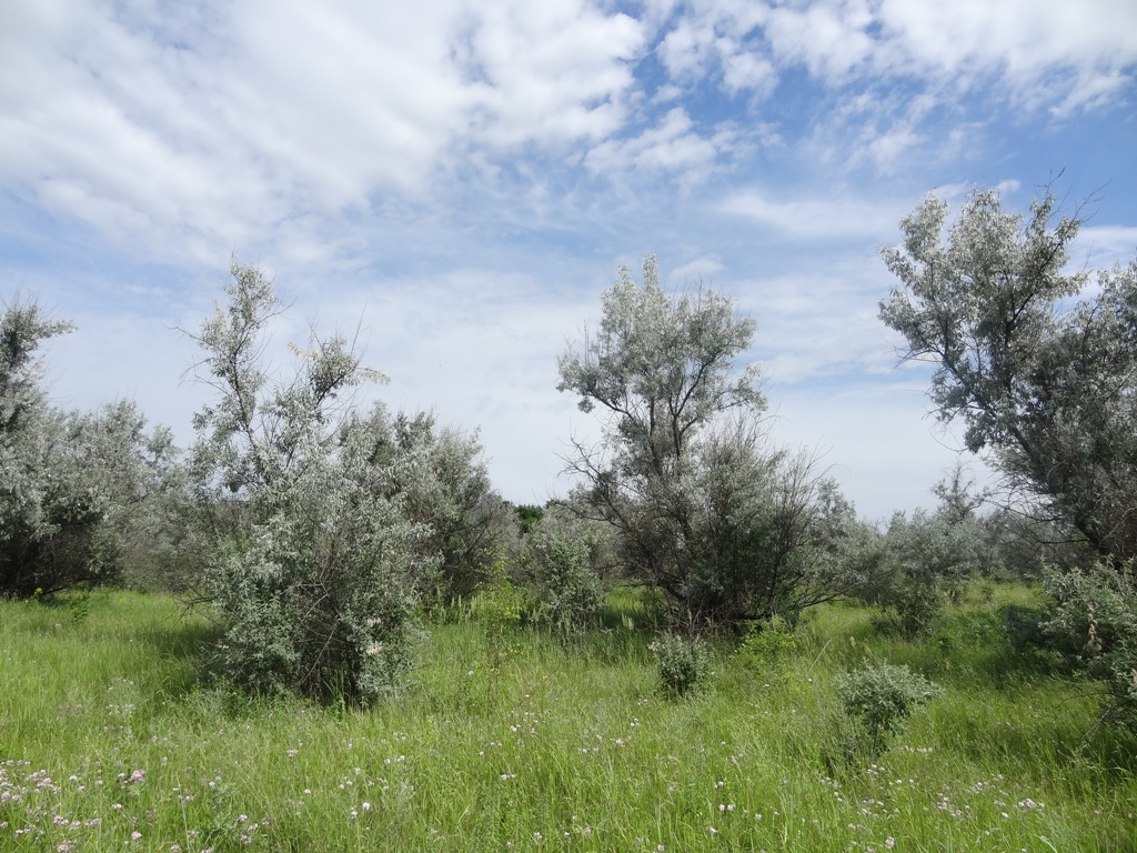 Курская, image of landscape/habitat.