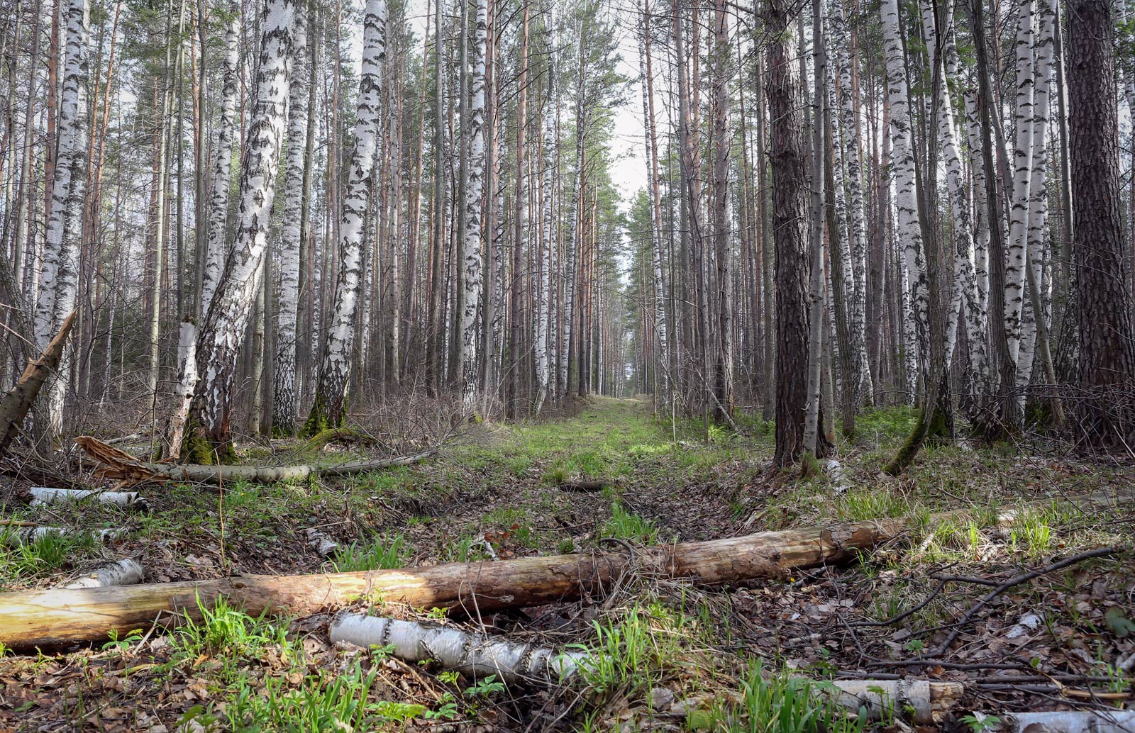 Кунчурихинский бор, image of landscape/habitat.