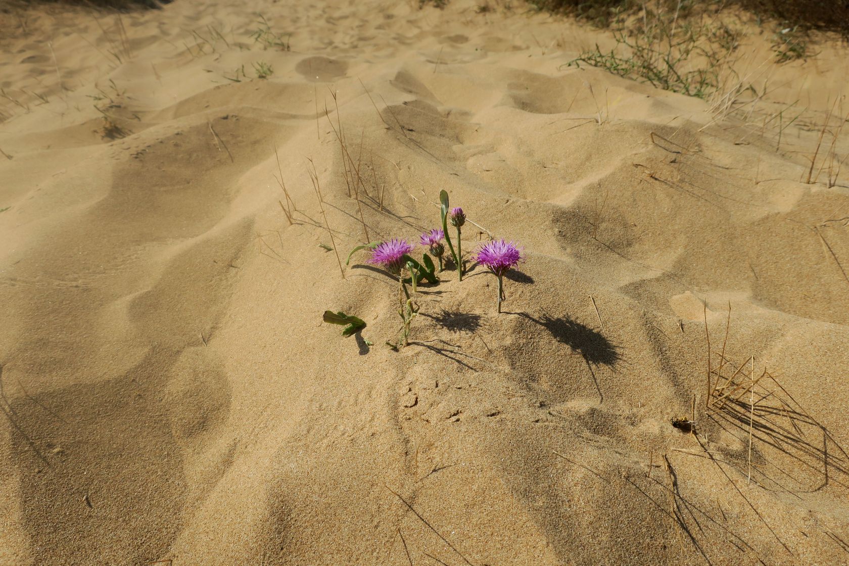 Дюны Несебра, image of landscape/habitat.