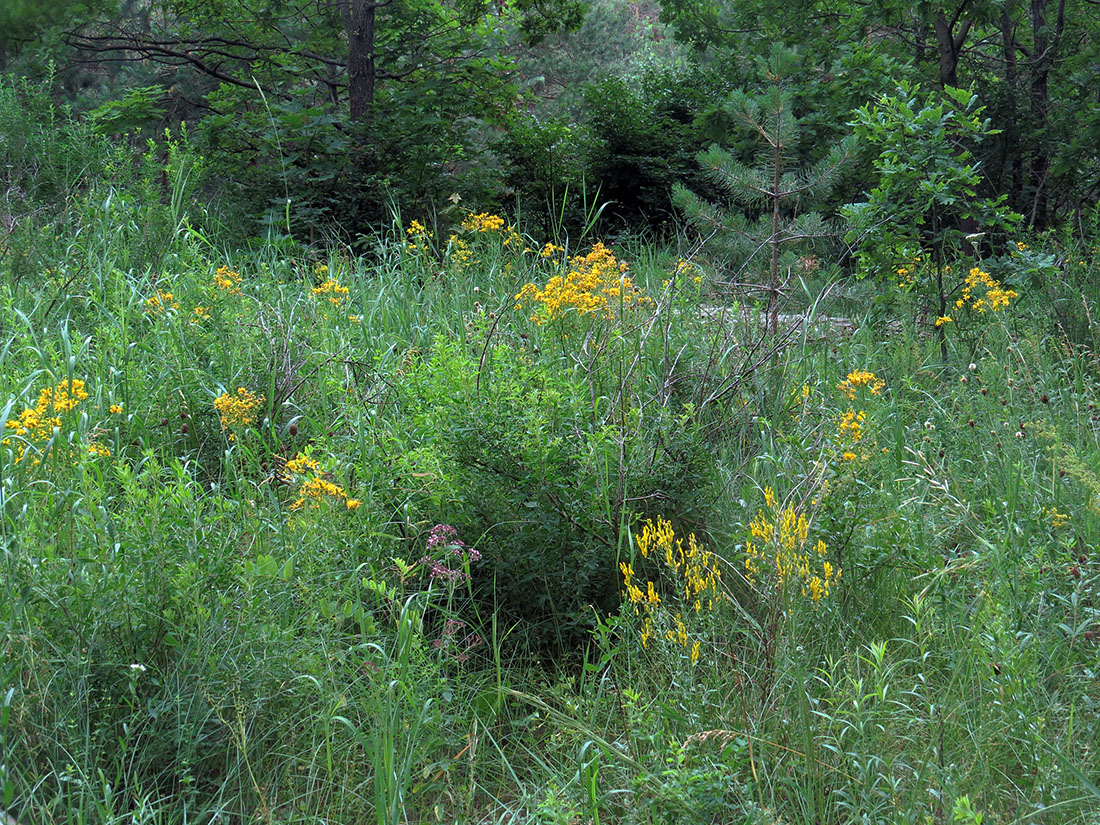 Верхняя Терраса и окрестности, image of landscape/habitat.