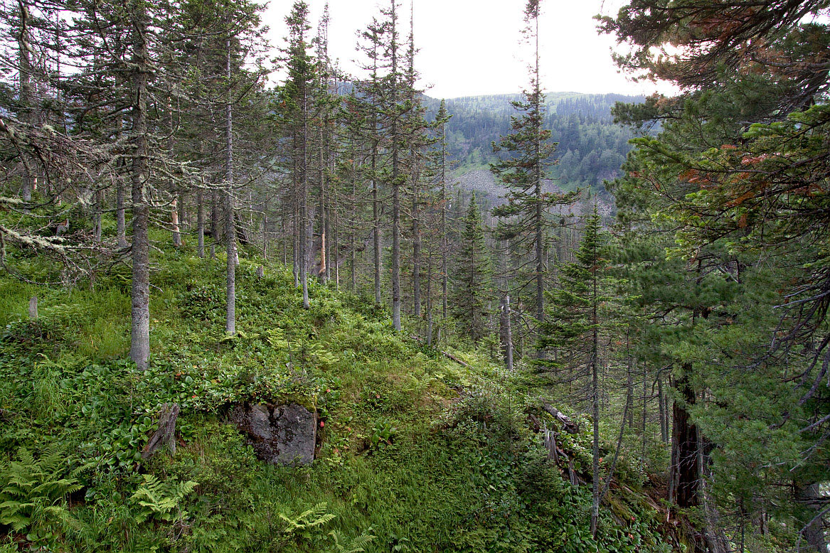 Тропа на "Чум", image of landscape/habitat.