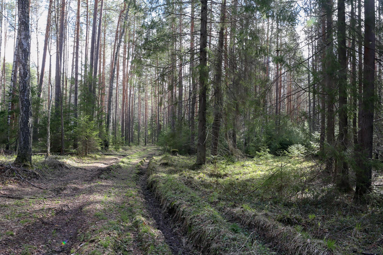 Кунчурихинский бор, image of landscape/habitat.