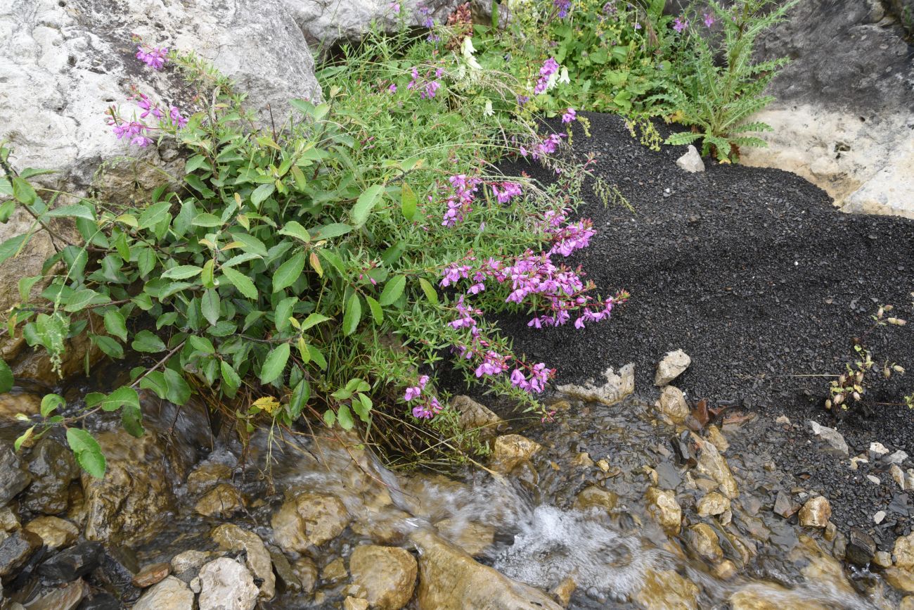 Альплагерь "Кязи" и окрестности, image of landscape/habitat.