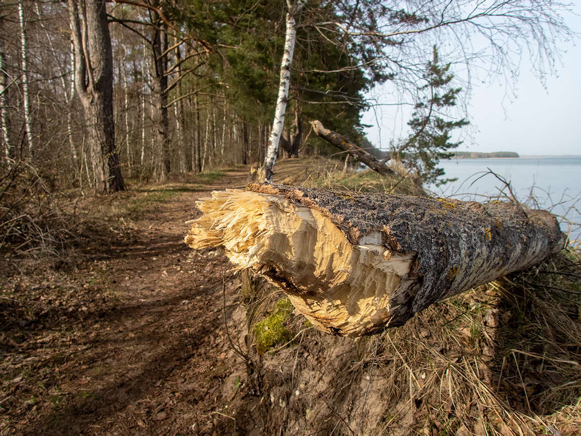 Национальный парк "Нарочанский", image of landscape/habitat.