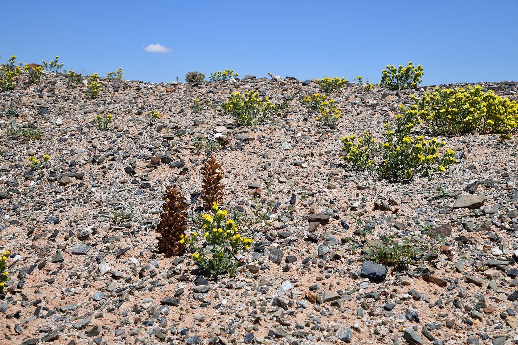 Горы Улькен-Богуты, image of landscape/habitat.