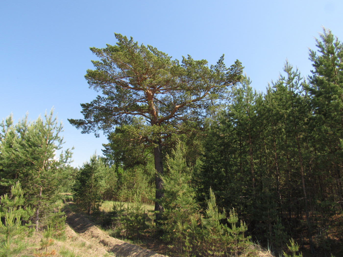 Кавказский Бор, image of landscape/habitat.