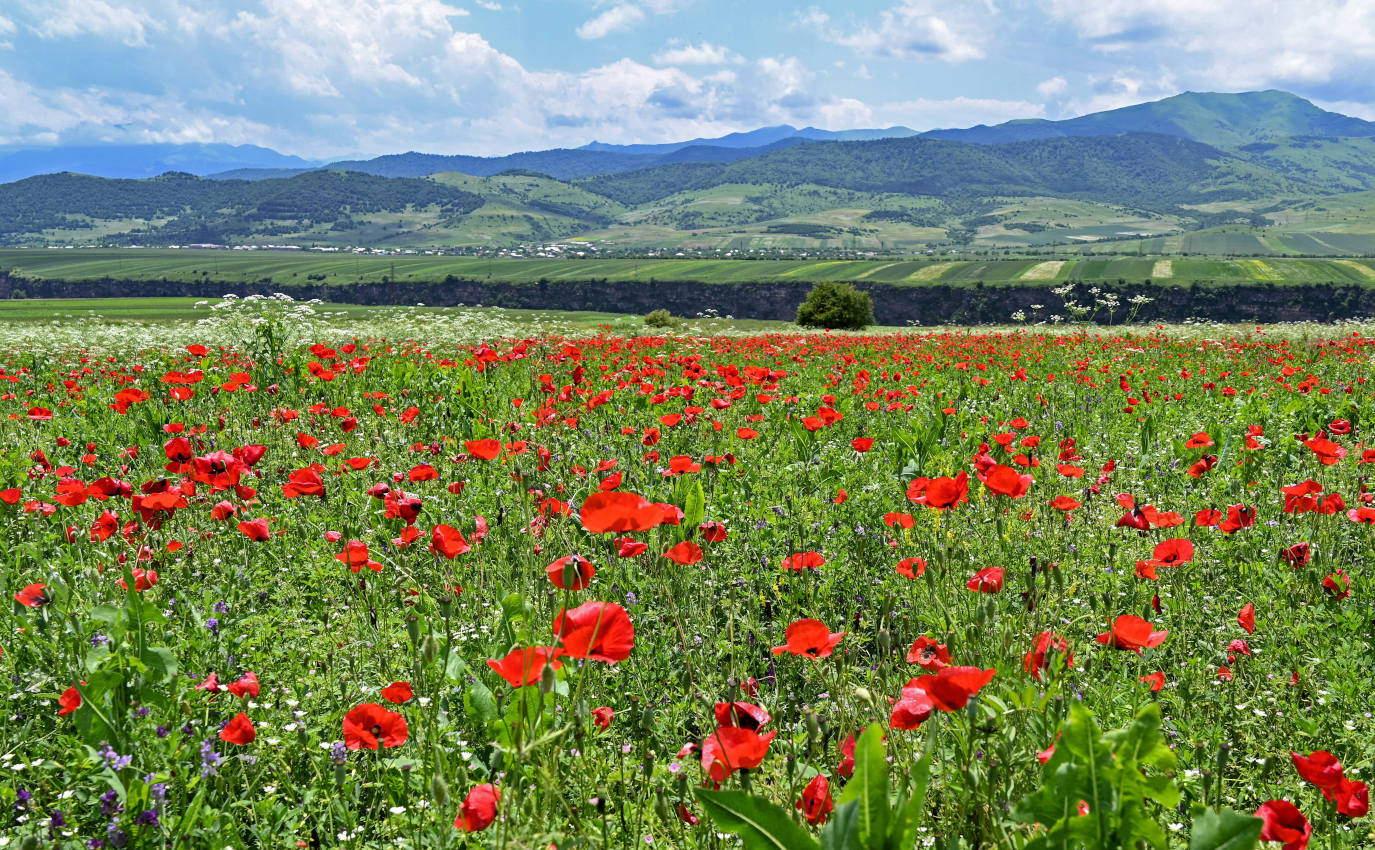 Лори Берд, image of landscape/habitat.