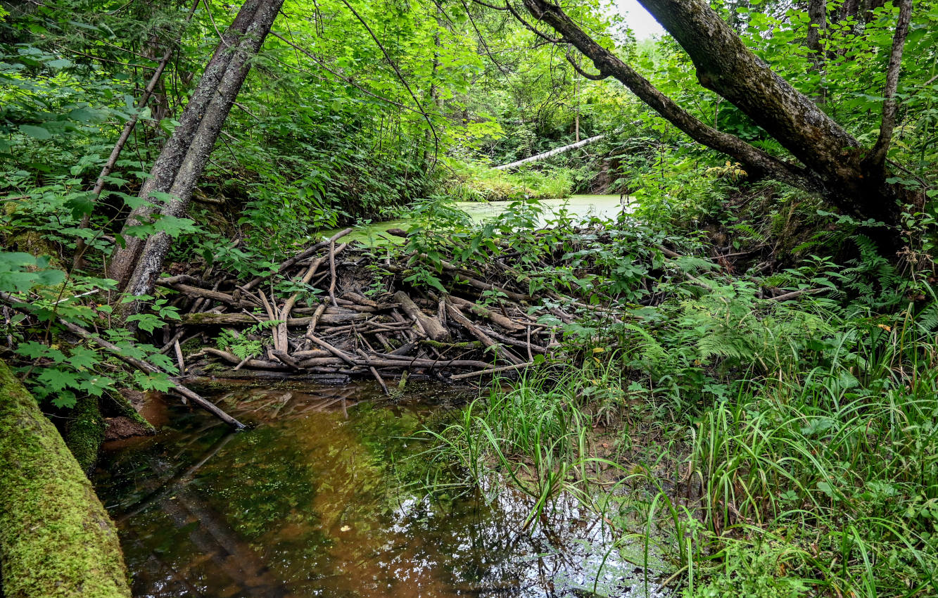 Долина реки Каменка, image of landscape/habitat.