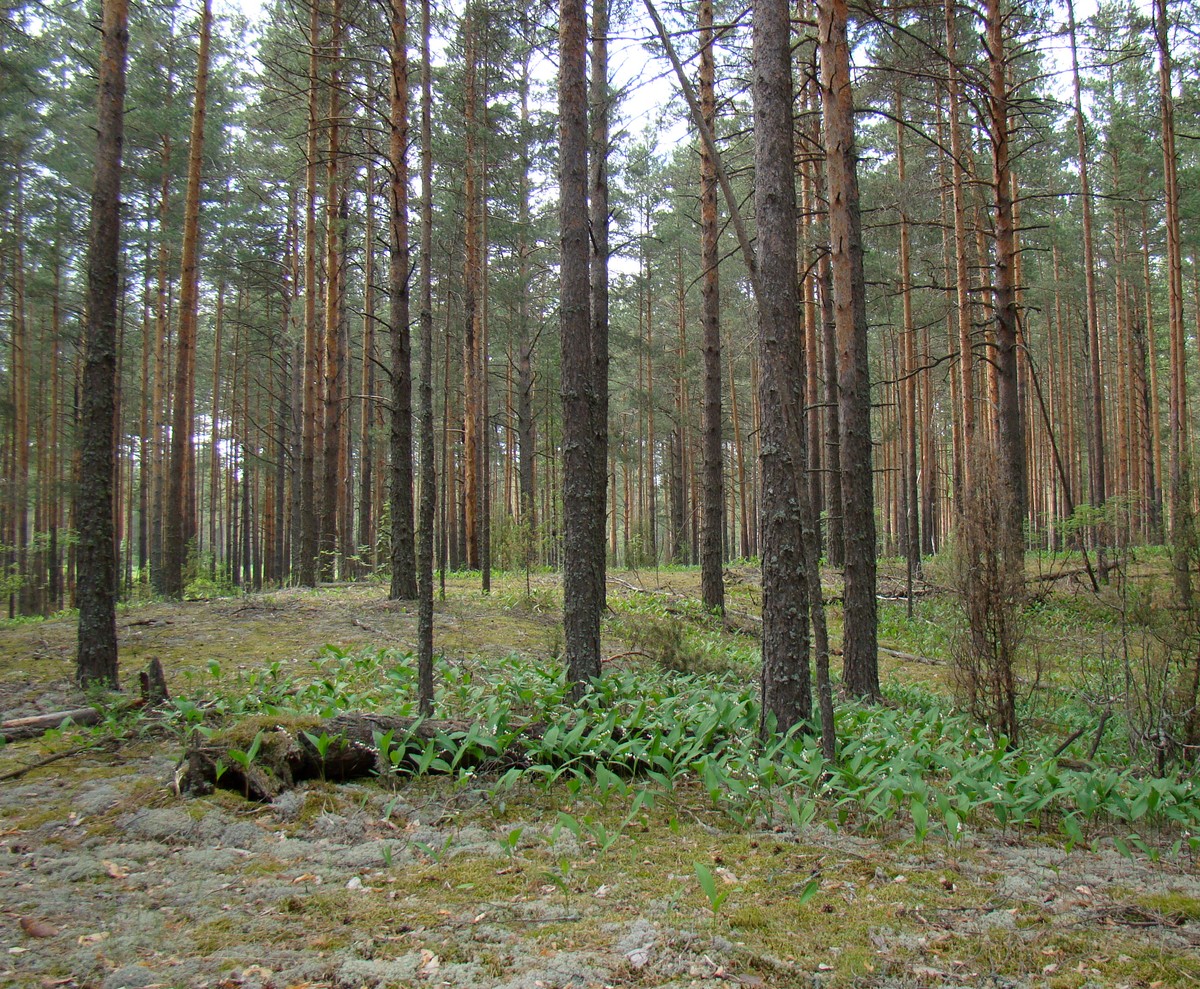 Древние дюны Марийского Заволжья, image of landscape/habitat.