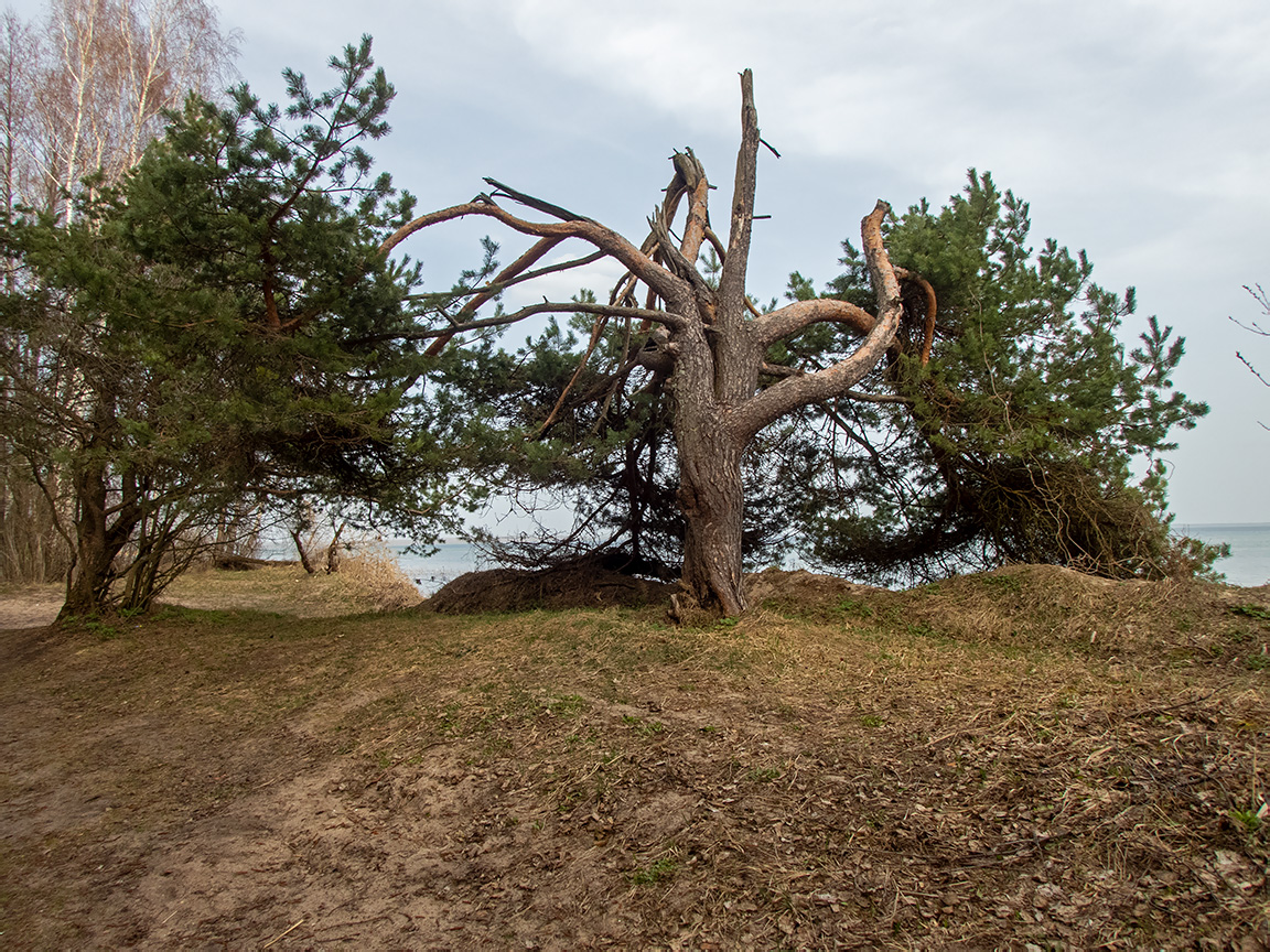 Национальный парк "Нарочанский", image of landscape/habitat.