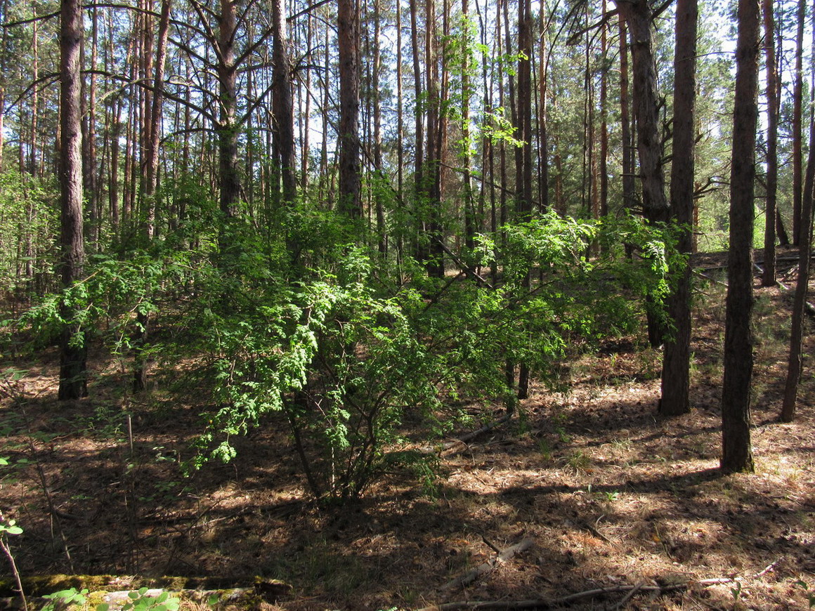 Кавказский Бор, image of landscape/habitat.