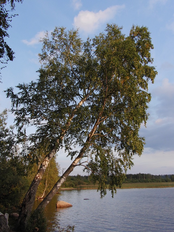 Кавголовское озеро, image of landscape/habitat.