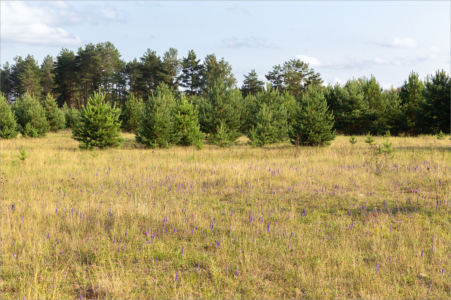 Идрица, image of landscape/habitat.