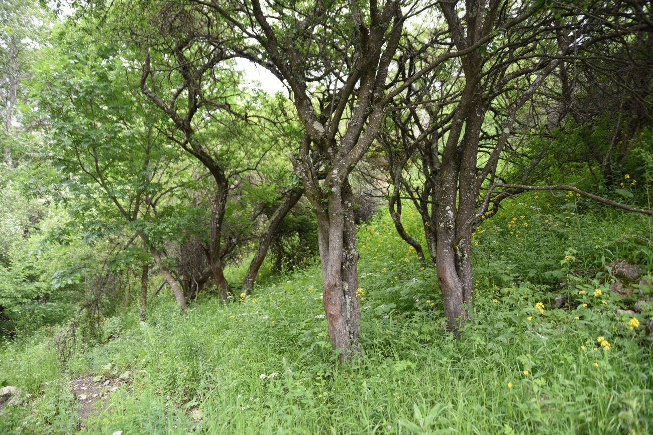 Озиг и окрестности, image of landscape/habitat.