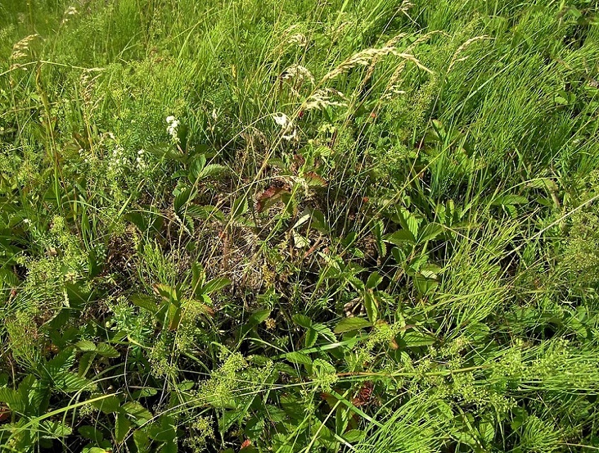 Плещеево озеро у Синего Камня, image of landscape/habitat.