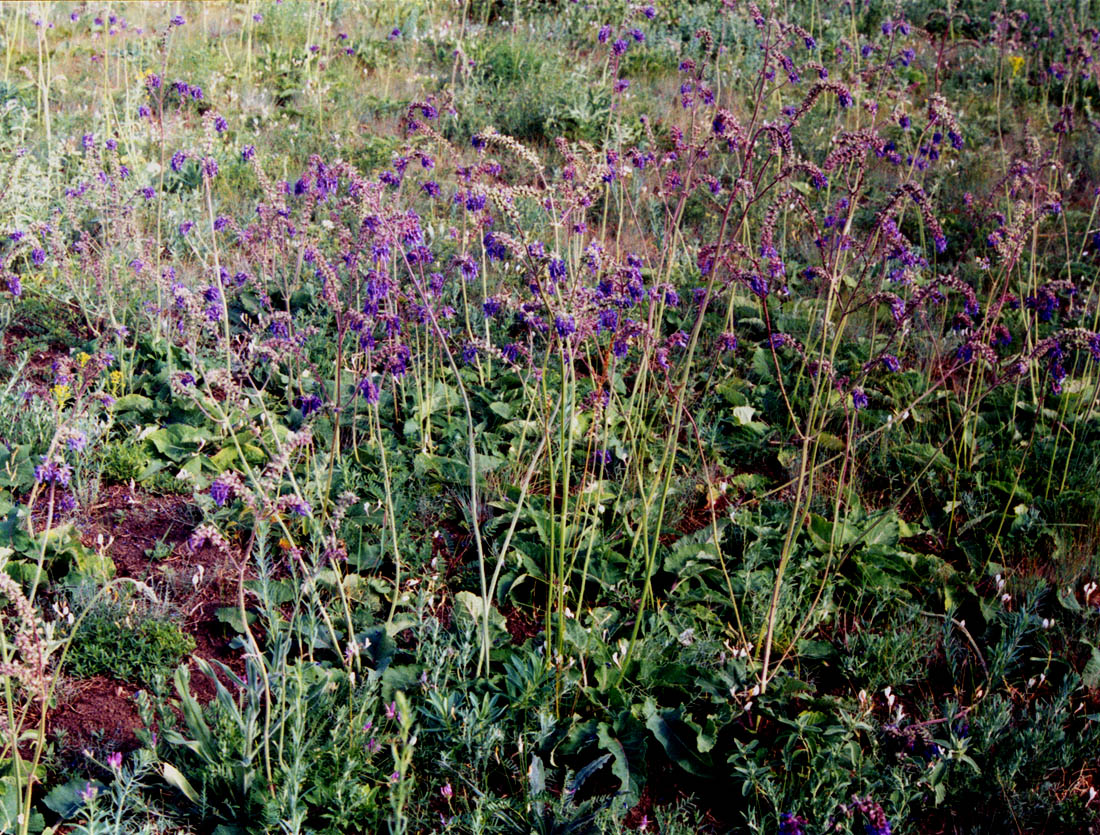 Надбердянская степь, image of landscape/habitat.