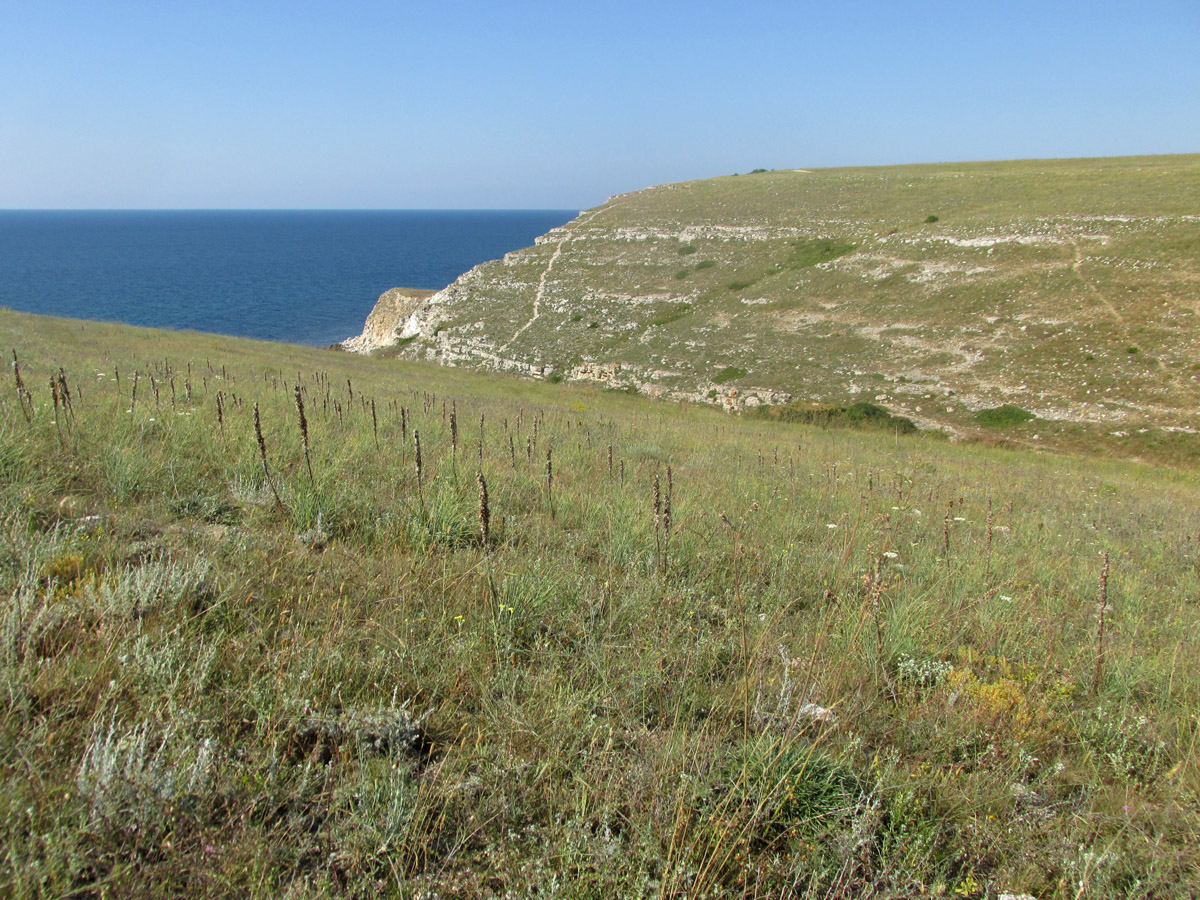 Джангуль, image of landscape/habitat.