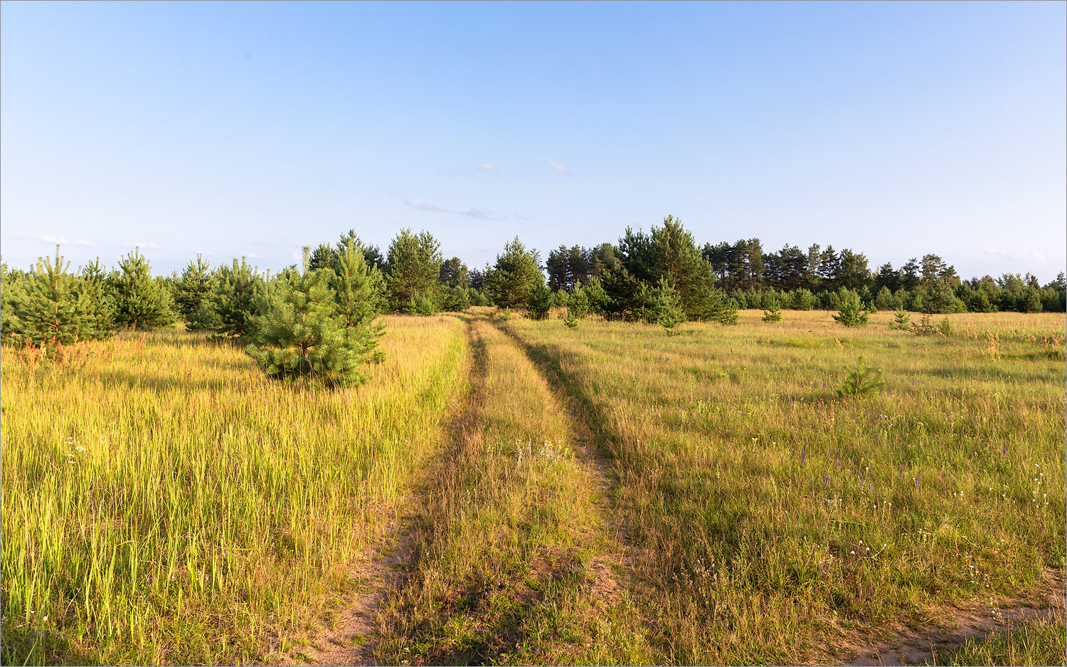 Идрица, image of landscape/habitat.