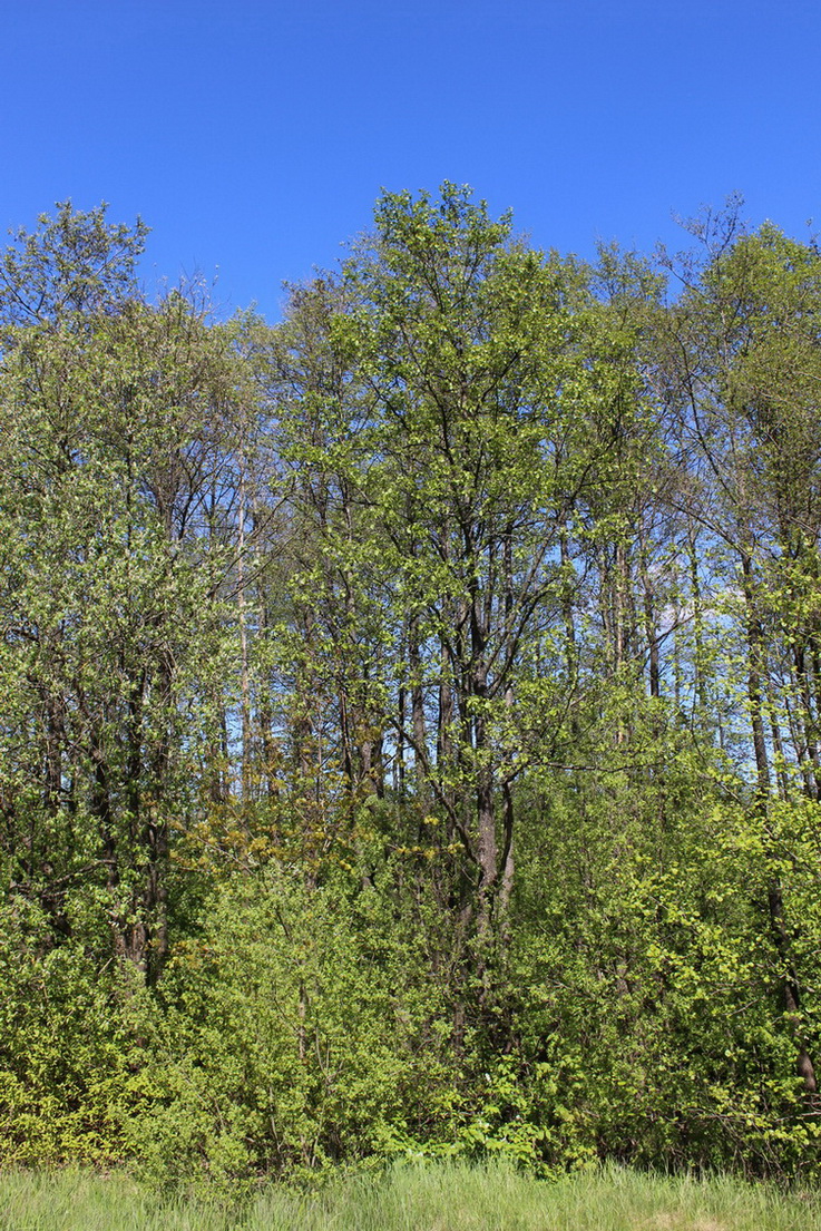 Серебряный лог, image of landscape/habitat.