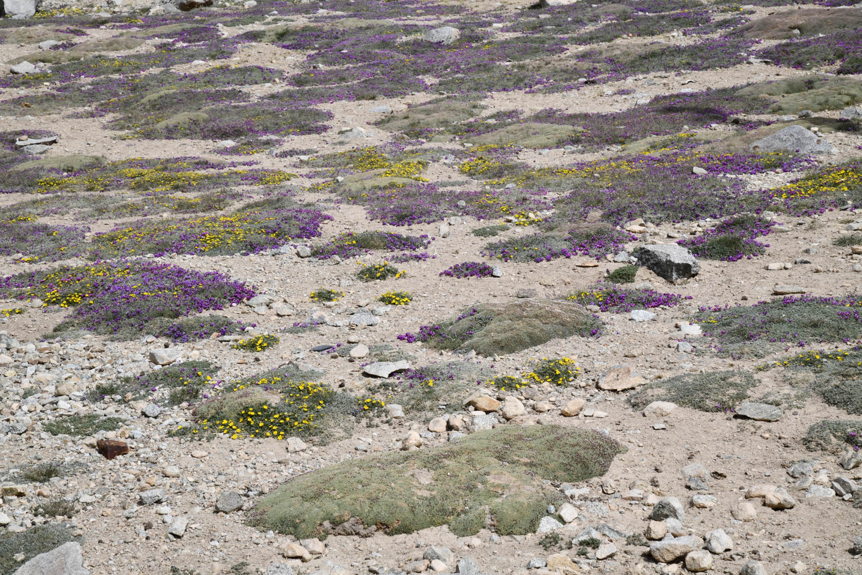 Кой-Тезек, image of landscape/habitat.