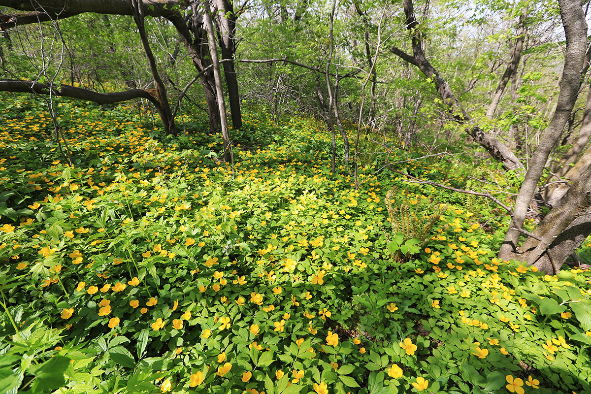 Владивосток, image of landscape/habitat.