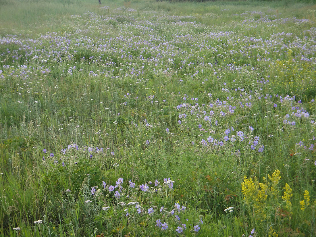 Позднякова, image of landscape/habitat.