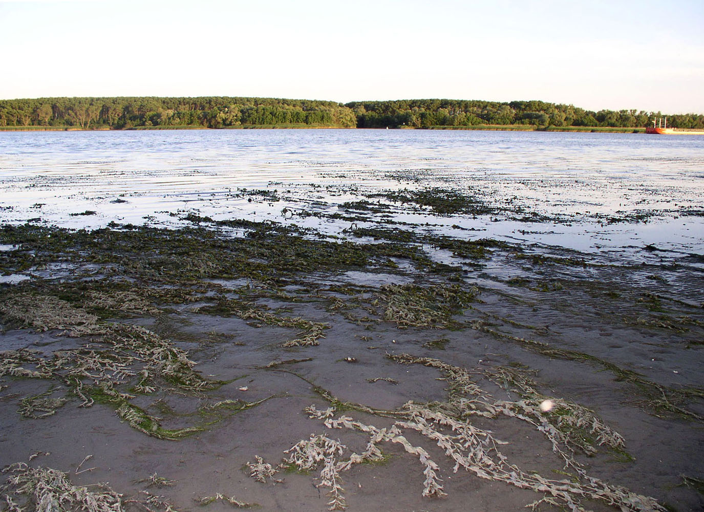 Долина Дона выше Ростова-на-Дону, image of landscape/habitat.