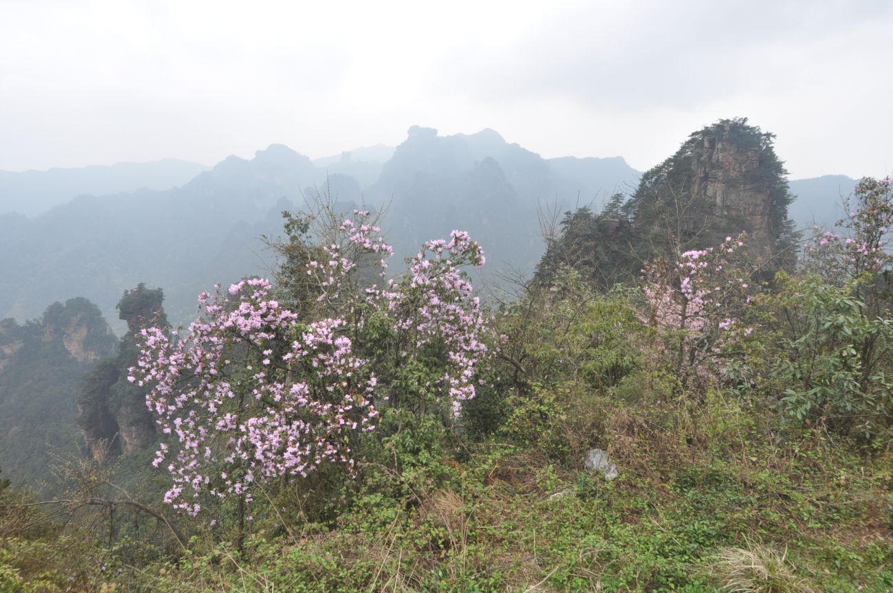 Национальный парк "Чжанцзяцзе", image of landscape/habitat.